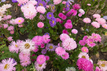 A lot of pink and violet flowers of China aster