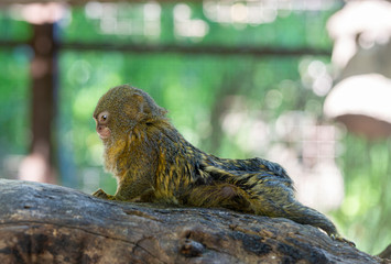 Titi monkey on a branch 