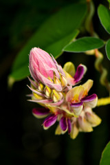 Afgekia sericea Craib