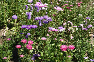 Colorful flowers of China aster in the garden in autumn