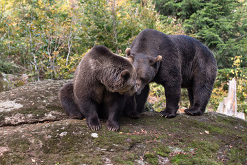 Brown bears are sitting on the rock in Bayerischer Wald National Park, Germany