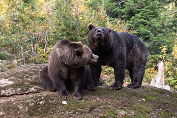 Fototapeta premium Brown bears are sitting on the rock in Bayerischer Wald National Park, Germany