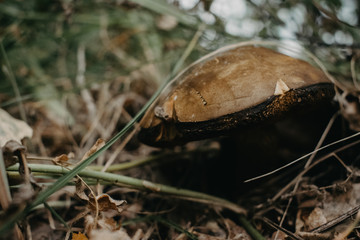mushroom in forest