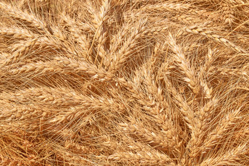 many wheat spikelets abstract background