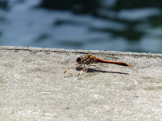Libellule au bord du canal