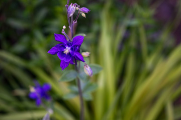 blue flowers on green background