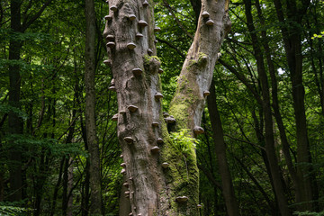 tree in forest