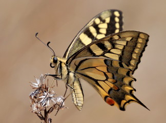 butterfly