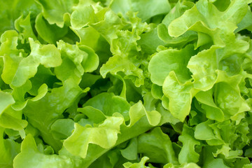 fresh green lettuce leaves for salad, lactuca sativa