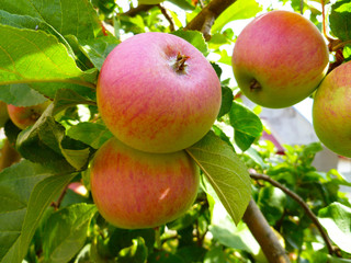 Colorful bunch of red apples on a tree branch ready to be harvested. Organic fresh apples hanging from a tree branch. Close up, selective focus.