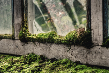 moss on a wooden window frame. Old wooden window with moss.