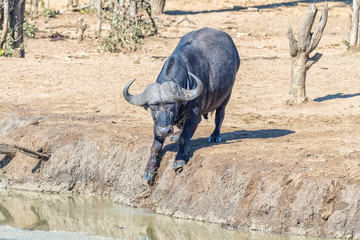Cape buffalo, Syncerus caffer, climbing into a muddy dam
