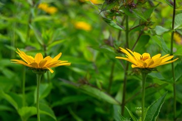 Beautiful yellow flowers with fresh green background