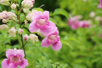 Fototapeta na wymiar Pink flower is beauty in the garden