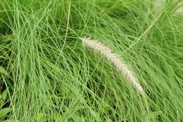 Grass flowers at beautiful in the nature