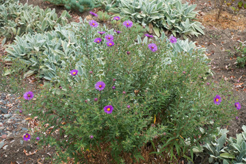Full length view of bush of Symphyotrichum dumosum with violet flowers
