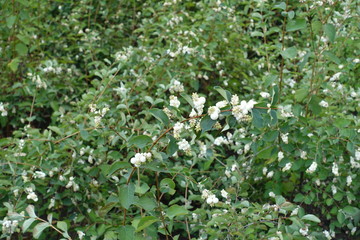 Foliage and white berries of Symphoricarpos albus in September