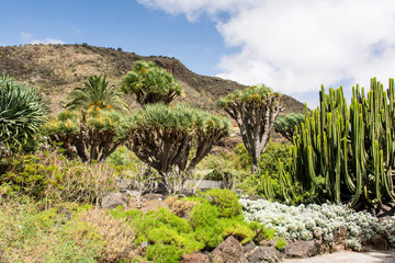 Drachenbäume im Botanischen Garten von Gran Canaria