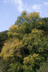Fototapeta premium Bunter Herbst 1