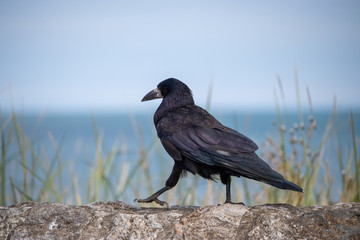 Crow walking on a wall 