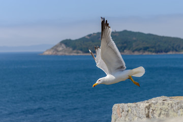 Fototapeta na wymiar seagull takes off from a rock close-up