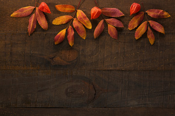 Naklejka na ściany i meble Colorful autumn leaves of Rowan and fruit of Physalis on the dark wooden table. Autumn composition.