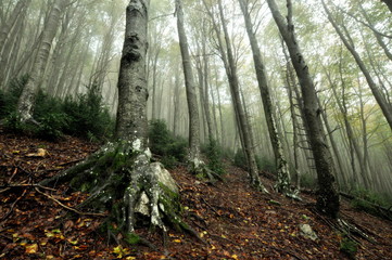 foggy forest
