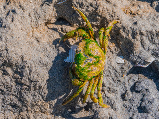 Crabe asiatique - baie de somme
