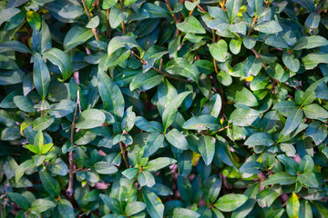 Fototapeta na wymiar Green living hedge.