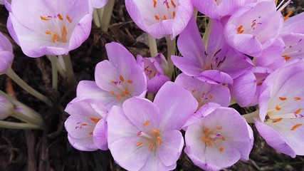 Colchicum autumnale flowers, also known as autumn crocus, meadow saffron or naked ladies, Top view, close up.