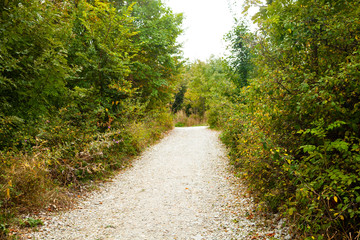 Path in the mountain forest.