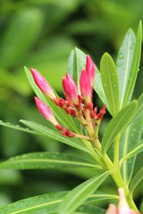 Fototapeta premium Azalea flowers is beautiful in the garden