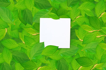Empty white paper on a green leaves. Mockup for your design. Minimal composition in flat lay style.