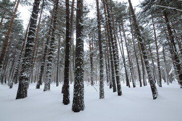forest in winter