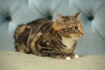 shorthair cat with a marble color on a blue background with a frightened look