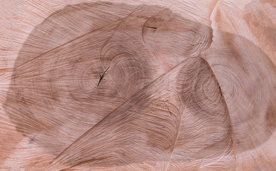 texture and structure of sawn wood wooden background,tree cross section