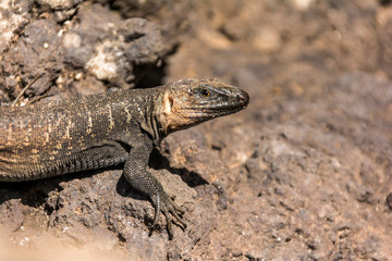 Echse im Botanischen Garten auf Gran Canaria