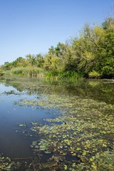 Fototapeta na wymiar Swamp area Imperial Pond, Carska bara, Serbia. Large natural habitat for rare birds and other species.