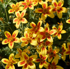 Obraz na płótnie Canvas Bidens ferulifolia - Bright yellow blooms of beedance with a red stripe on each petal.
