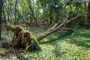 台風の被害で倒れた大木
