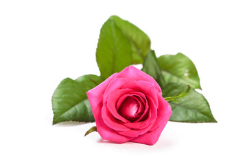 Beautiful single pink rose isolated on white background