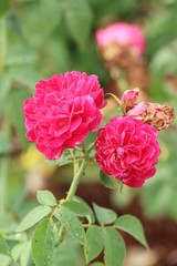 Beautiful roses is blooming in the garden