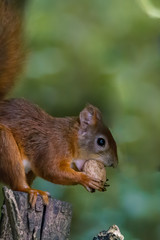 Naklejka na ściany i meble European brown squirrel eats a nut