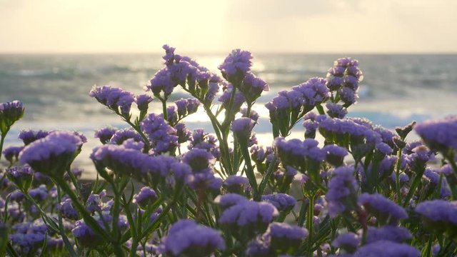 Sea lavender in bloom by the coastline at sunset