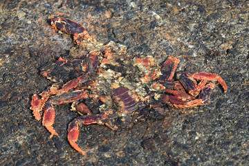 Tot gefahrene kubanische Landkrabbe auf der Küstenstraße