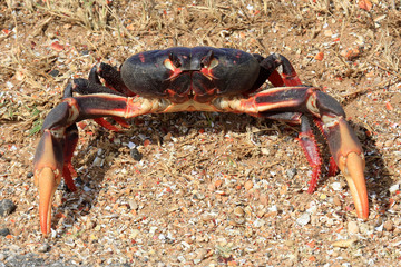 Kubanische Landkrabbe auf Küstenstraße