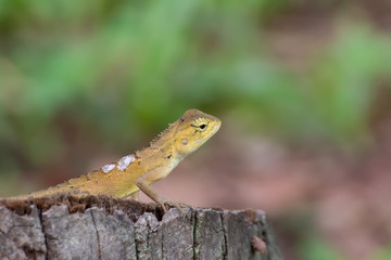 lizard Perched on a tree