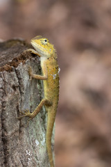 lizard Perched on a tree
