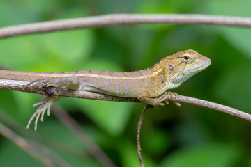 Fototapeta premium lizard on tree