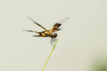 dragonfly on a blade of grass